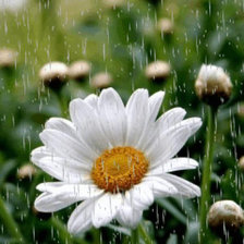 Схема вышивки «Ромашка под дождём»