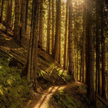 Схема вышивки «Лесная тропа»