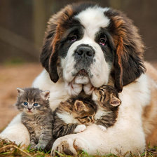 Схема вышивки «Собака и котята»