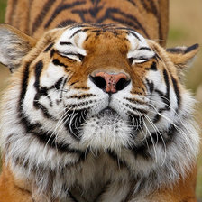 Схема вышивки «Тигр»