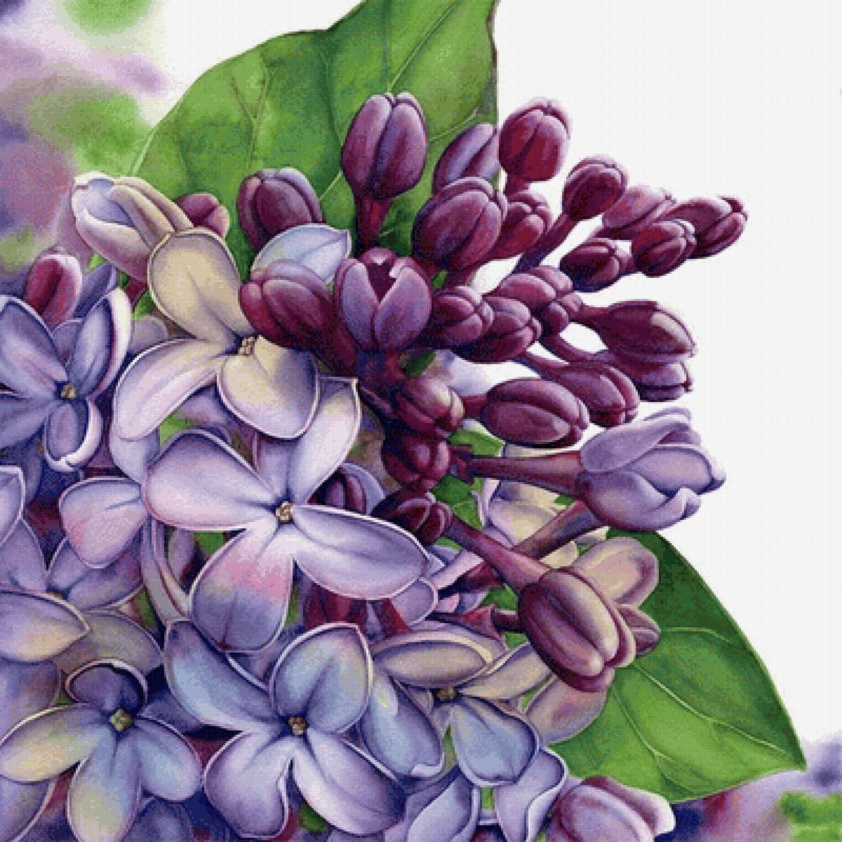 мамина сирень - цветы, растения, сирень - предпросмотр