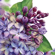 Схема вышивки «мамина сирень»