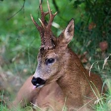 Схема вышивки «№2535914»