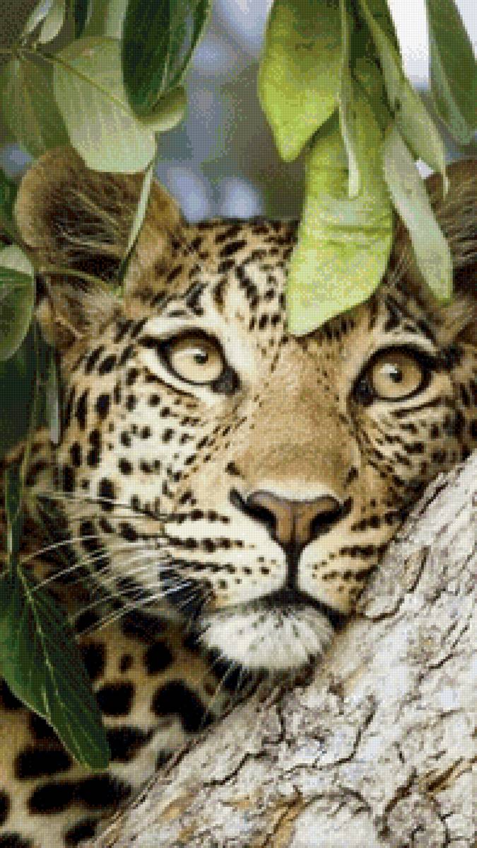 Леопард - животные, леопард, взгляд, хищник - предпросмотр