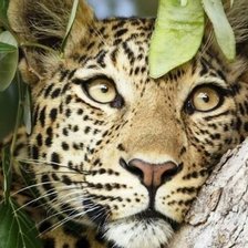 Схема вышивки «Леопард»