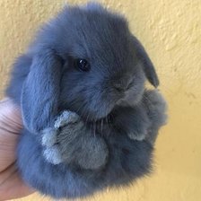 Схема вышивки «Крольченок»