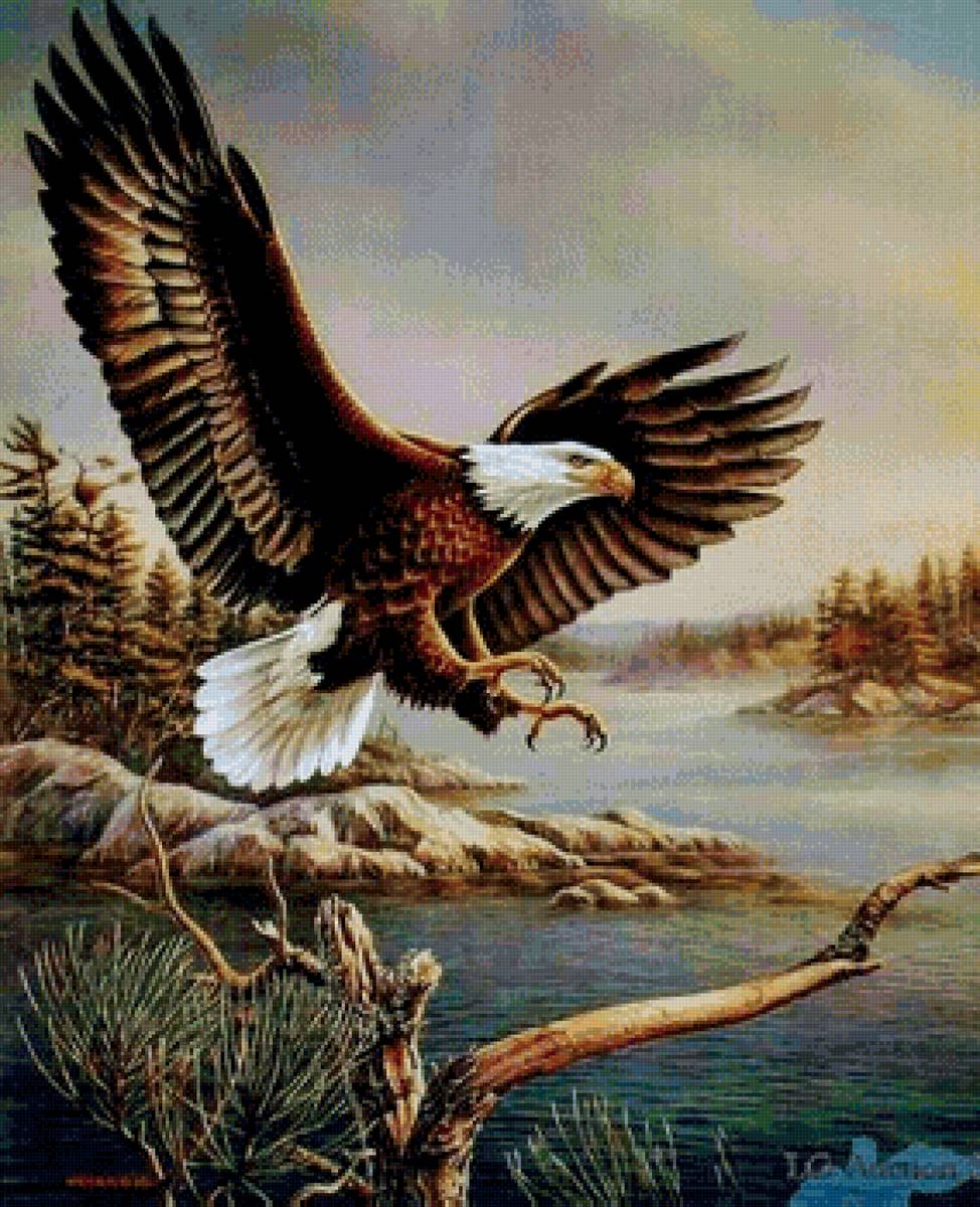 Орел - птица, орел, хищник - предпросмотр