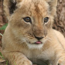 Схема вышивки «Львёнок»
