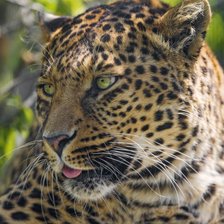 Схема вышивки «Леопард»