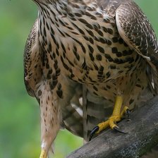 Схема вышивки «№2536146»