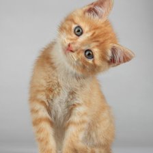 Схема вышивки «Рыжик»