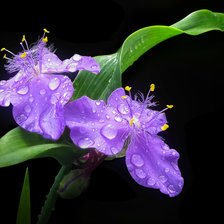 Схема вышивки «Цветы»