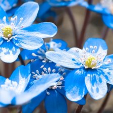 Схема вышивки «Цветы»