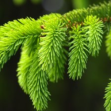 Схема вышивки «Ель»