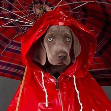 Схема вышивки «Пёс в красном»