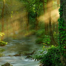 Схема вышивки «Солнечный лес»