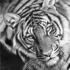 Схема вышивки «Тигр»