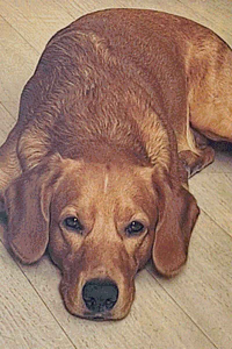 Собака Рик - собака - предпросмотр