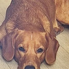 Собака Рик 2