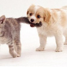 Схема вышивки «Поводырь»