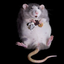 Схема вышивки «Крыска с шоколадом»