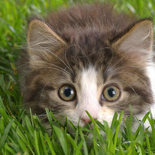 Схема вышивки «В засаде»