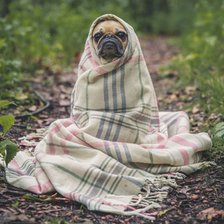 Схема вышивки «Собачий холод»