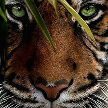 Схема вышивки «Тигр»