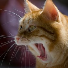 Схема вышивки «Рыжий командир»