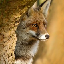 Схема вышивки «№2537424»