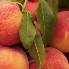 Схема вышивки «Абрикосы»