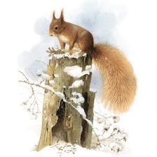 Схема вышивки «Белка»