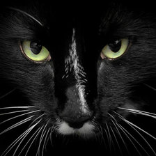 Схема вышивки «Котик»