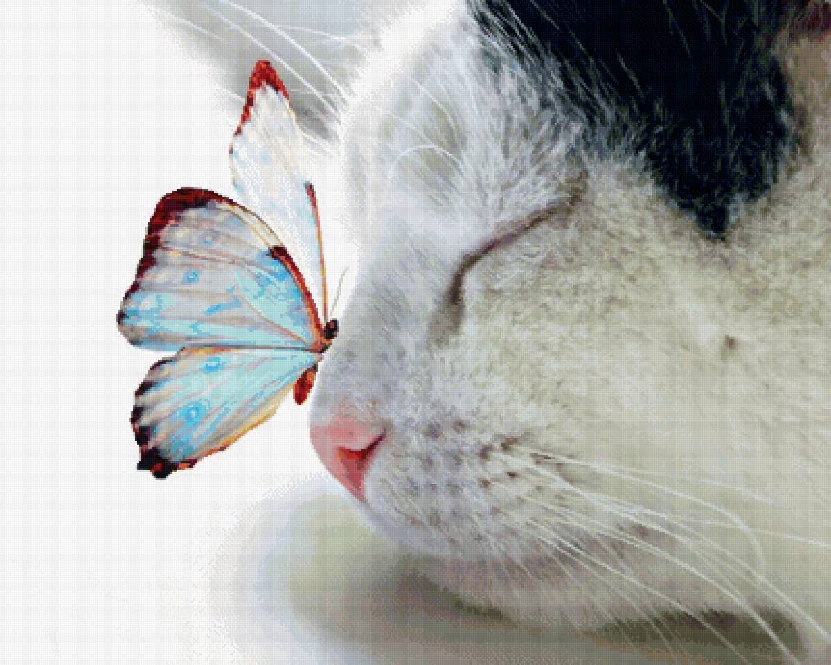 Котик и бабочка - бабочка, кот - предпросмотр