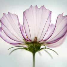 Схема вышивки «Цветок»