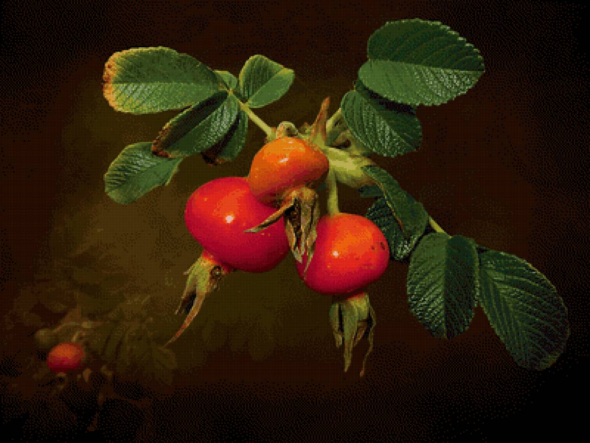 Шиповник - шиповник - предпросмотр