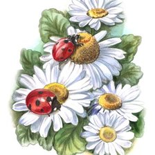 Схема вышивки «Ромашки»