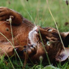 Схема вышивки «Большая кошка»