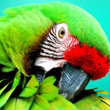 Схема вышивки «Попугай»