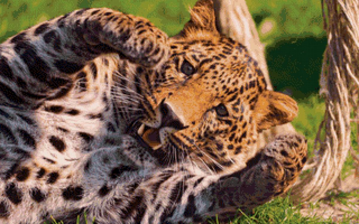 ЛЕО - леопард, большие кошки, природа - предпросмотр