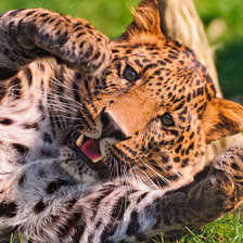 Схема вышивки «ЛЕО»