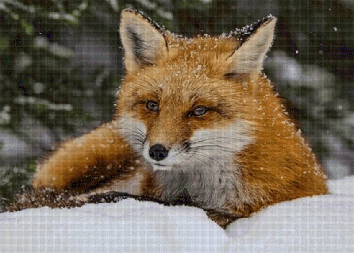 №2538253 - предпросмотр