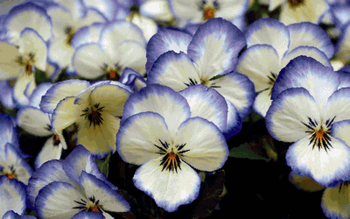 Фиалки - фиалки - предпросмотр