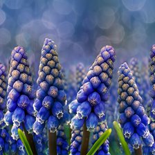 Схема вышивки «Цветы»