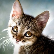 Схема вышивки «Котёнок»