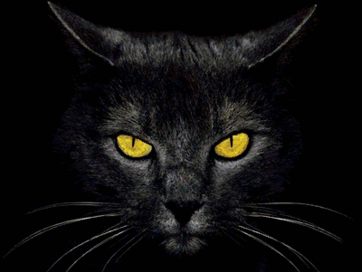 Взгляд из тьмы - коты, кот, животные, взгляд из тьмы, кошки - предпросмотр