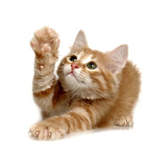 Схема вышивки «Я знаю! Можно отвечу?»