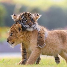 Схема вышивки «Дружба больших котят»