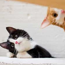 Схема вышивки «А что вы тут делаете?»