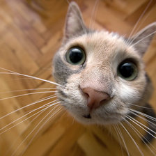 Схема вышивки «Привет! А ,ты, кто??»